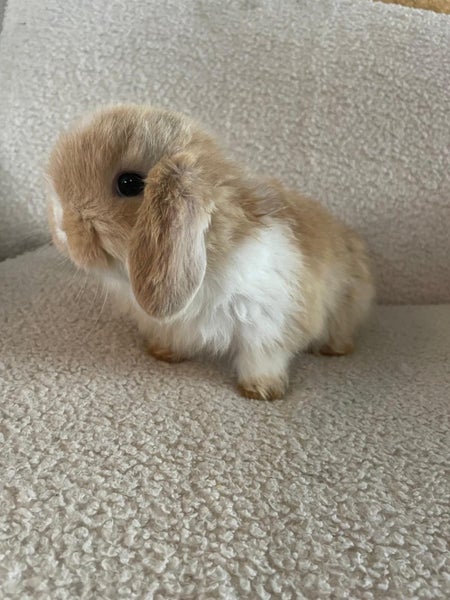 Pure Bred Mini Lops Carousel 6