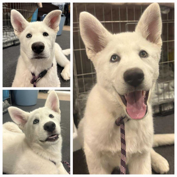 Pound Paws Rescue - Nanook, Christchurch Carousel 1