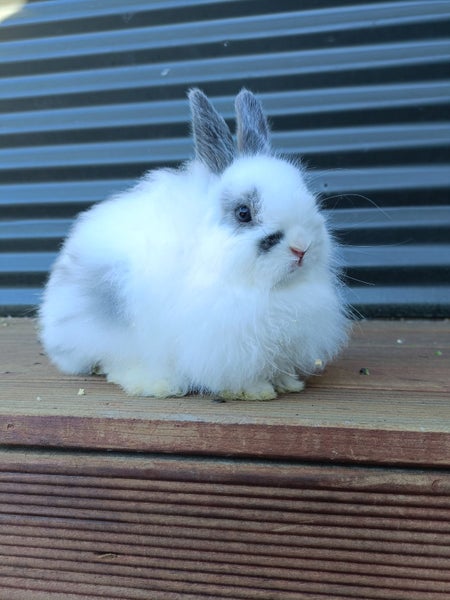 Adorable Purebred Baby Bunnies Carousel 1