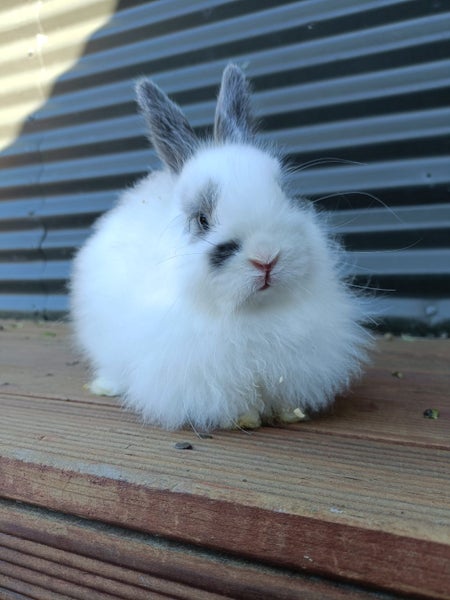 Adorable Purebred Baby Bunnies Carousel 2