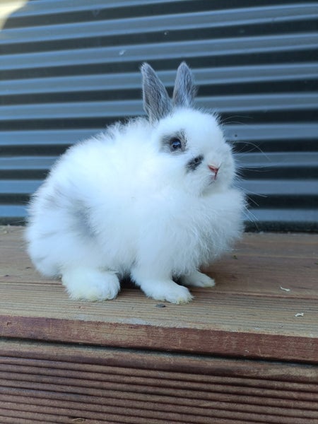 Adorable Purebred Baby Bunnies Carousel 4