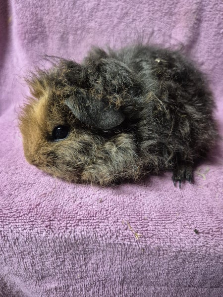 Healthy Baby Guinea Pigs Carousel 14