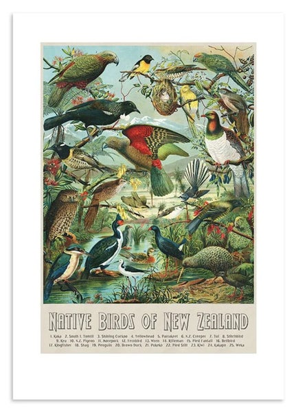 NZ Native Birds A3 & A2 Prints Carousel 1