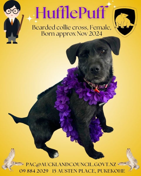 Hufflepuff-Pukekohe Adoption Centre Carousel 1