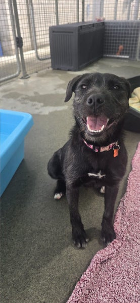 Hufflepuff-Pukekohe Adoption Centre Carousel 2
