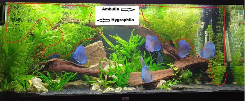 Ambulia Limnophila sessiliflora Aquarium tropical plants for fish tank Carousel 7