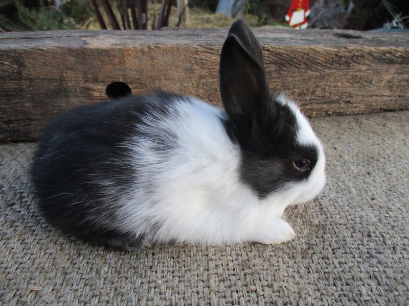 Flemish Giant Rabbits Carousel 1