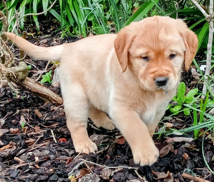 Retriever X Red Fox Labrador63617613043843110