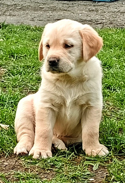 Retriever X Red Fox Labrador63617613043843111