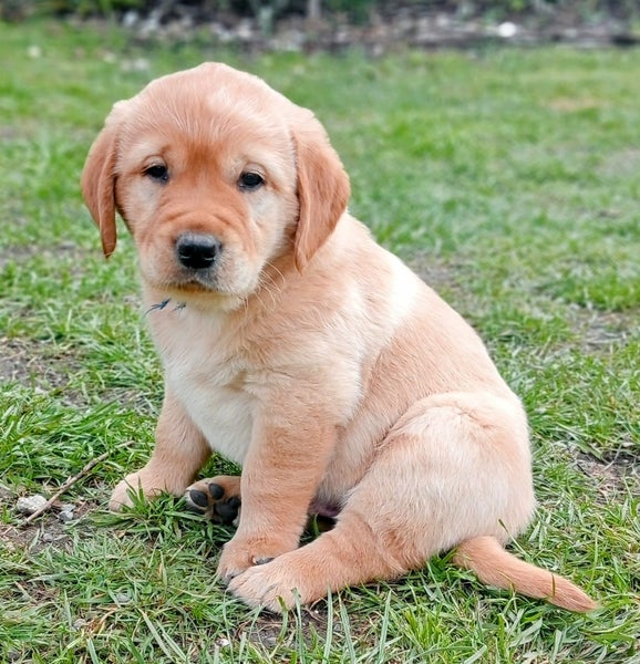 Retriever X Red Fox Labrador63617613043843113