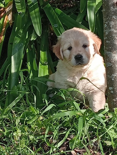 Retriever X Red Fox Labrador63617613043843114