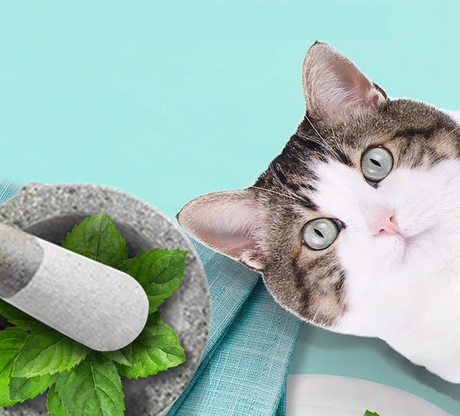Catnip Powder for Cats Edible Carousel 4