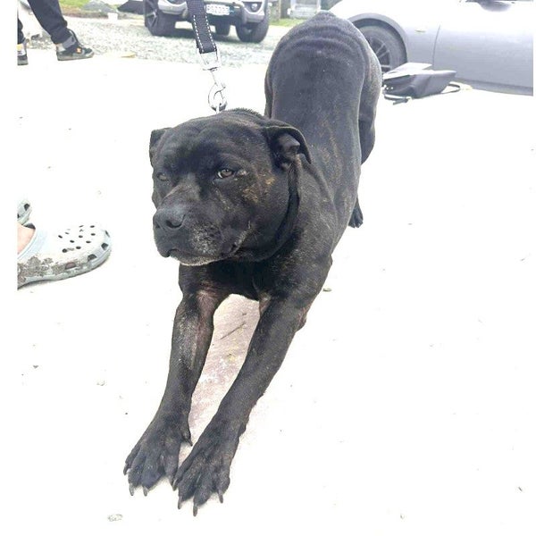 Tank - English Staffi - BOI Animal Rescue Trust Carousel 7