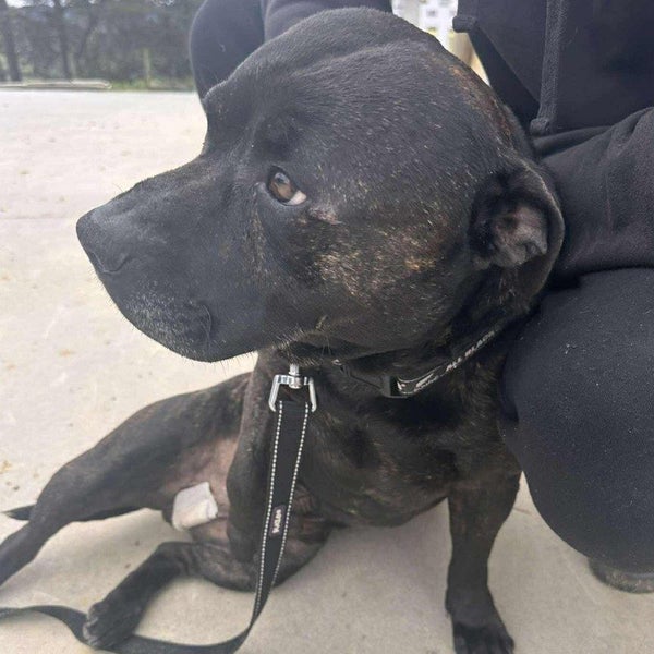 Tank - English Staffi - BOI Animal Rescue Trust Carousel 1