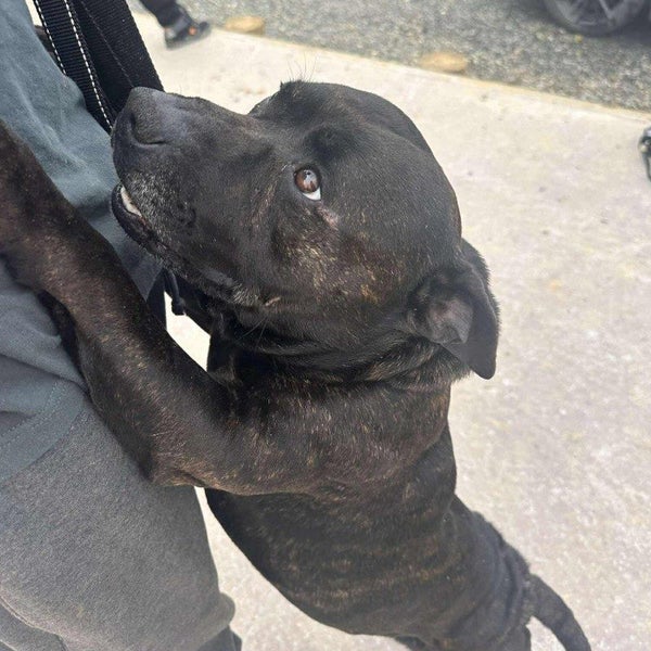 Tank - English Staffi - BOI Animal Rescue Trust Carousel 2