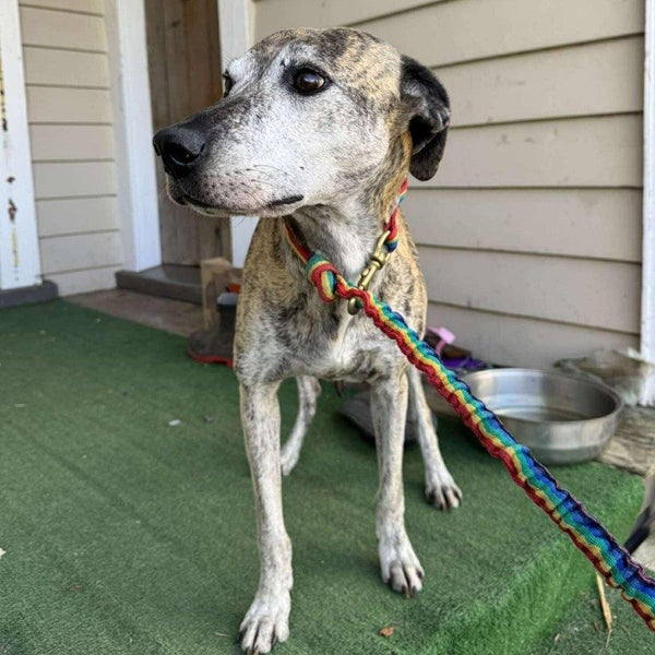 Macey - Greyhound X - BOI Animal Rescue Trust Carousel 1