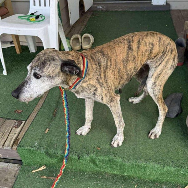Macey - Greyhound X - BOI Animal Rescue Trust Carousel 2