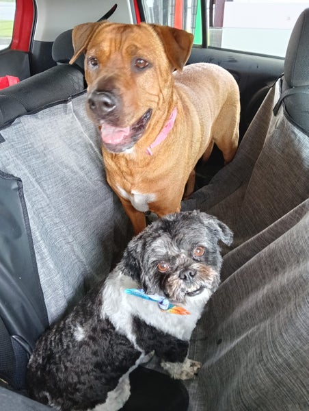 Shar Pei X looking for loving home Carousel 7