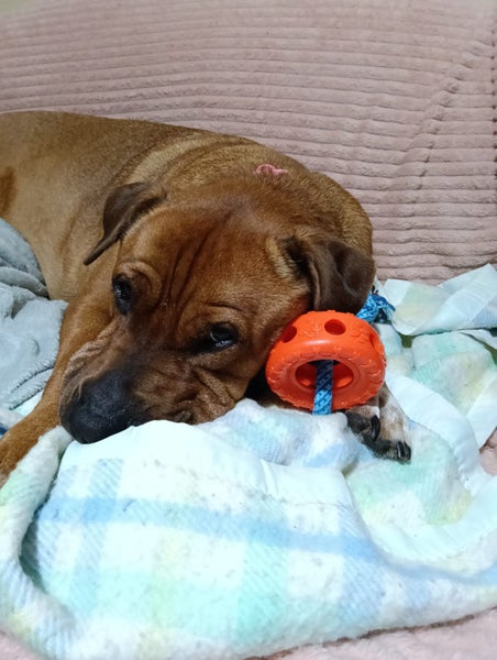 Shar Pei X looking for loving home Carousel 2