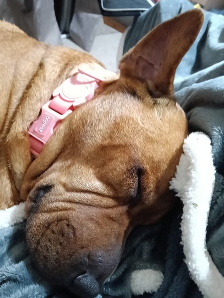 Shar Pei X looking for loving home Carousel 1