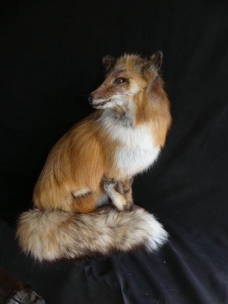 taxidermied fox Carousel 1