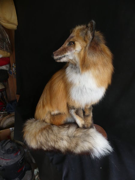 taxidermied fox Carousel 2