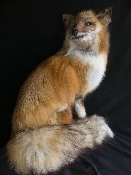 taxidermied fox Carousel 4