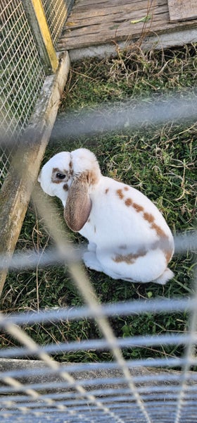 Pure Bred Mini Lop Bunnies Carousel 14