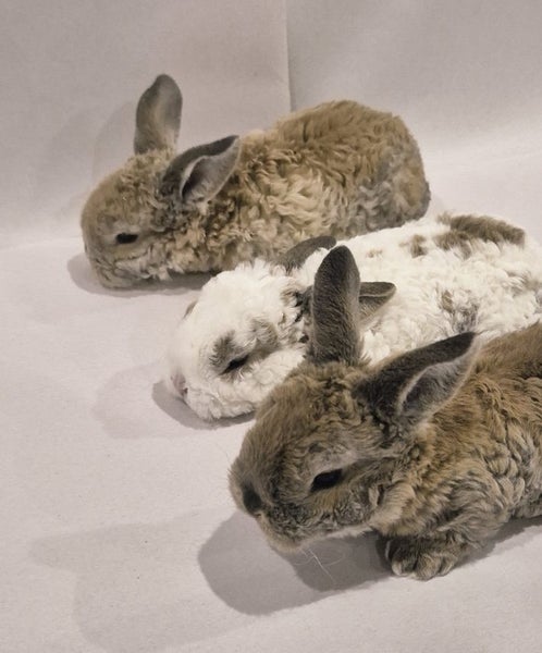 Pure Bred Mini Lop Bunnies Carousel 1