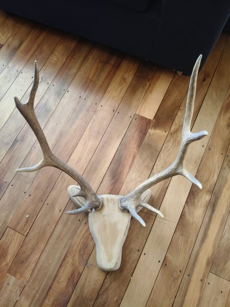 Pair of deer stag horns mounted Carousel 2