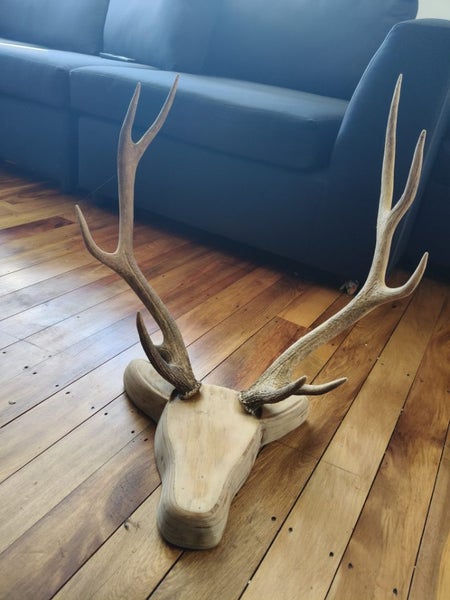 Pair of deer stag horns mounted Carousel 1