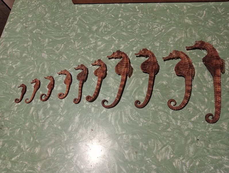 10 SEAHORSES Carousel 1