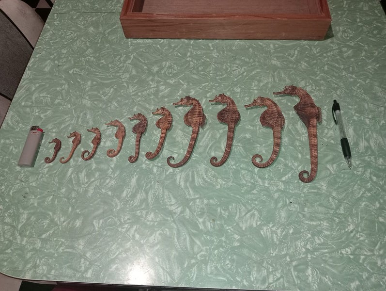 10 SEAHORSES Carousel 2