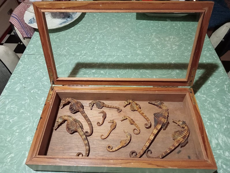10 SEAHORSES Carousel 6