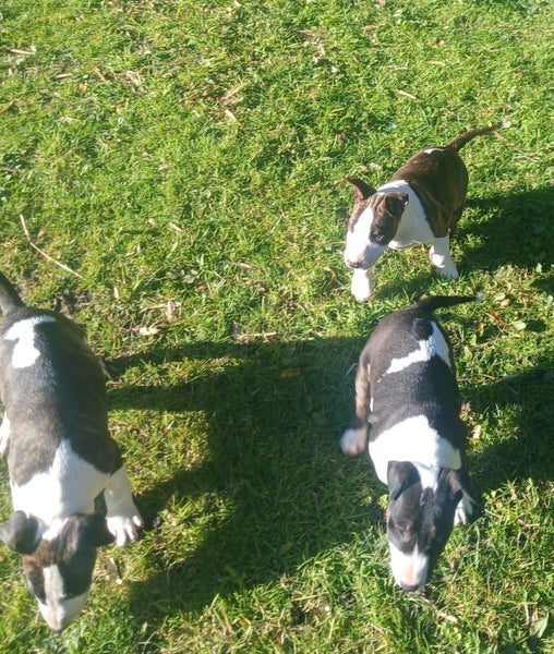 English bullterrier puppies63668022487171114