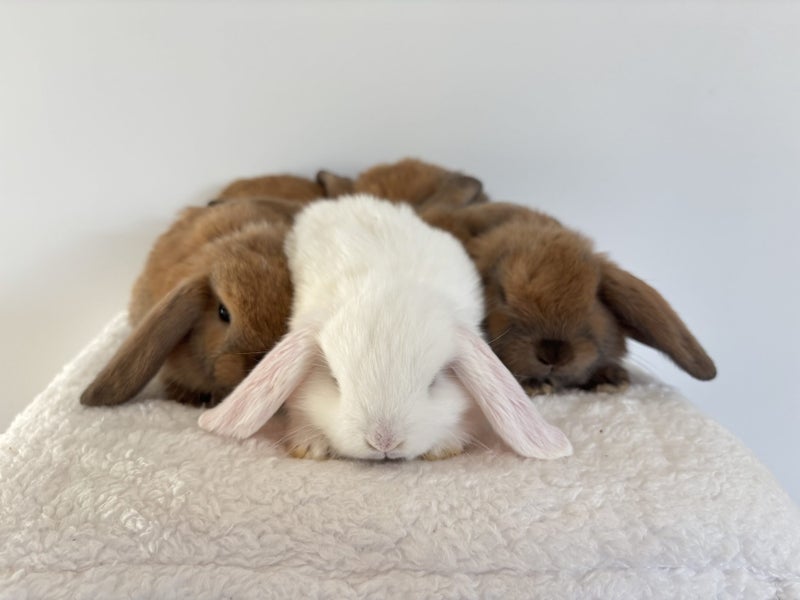 Minilop Bunnies Carousel 1
