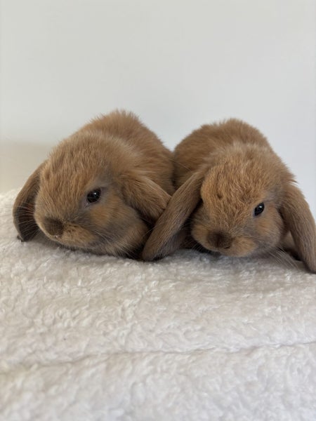 Minilop Bunnies Carousel 6
