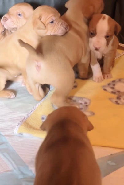 American Pitbull x unknown puppies Carousel 1