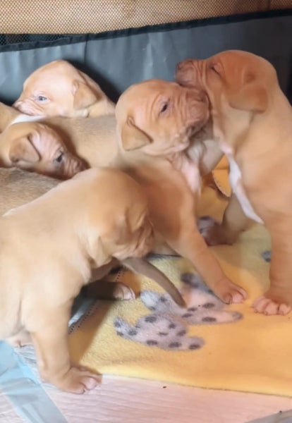 American Pitbull x unknown puppies Carousel 2