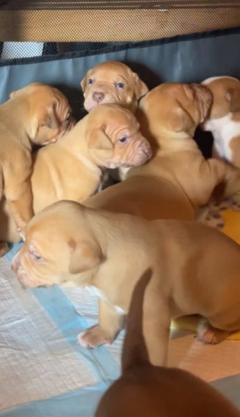 American Pitbull x unknown puppies Carousel 6