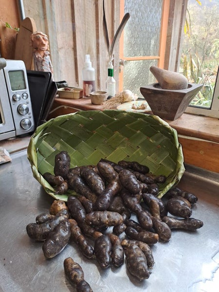 Maori Potato Carousel 7