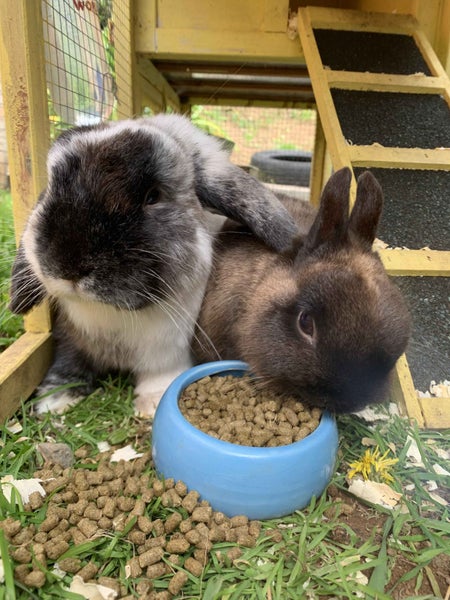 2x rabbits ( need rehoming ) Carousel 1