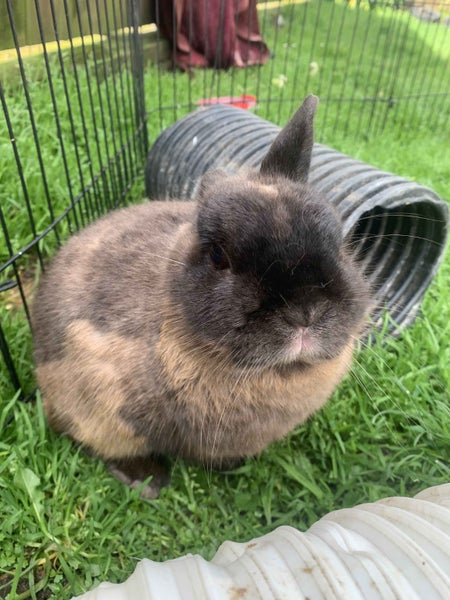 2x rabbits ( need rehoming ) Carousel 2