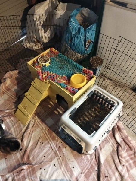 2x rabbits ( need rehoming ) Carousel 16