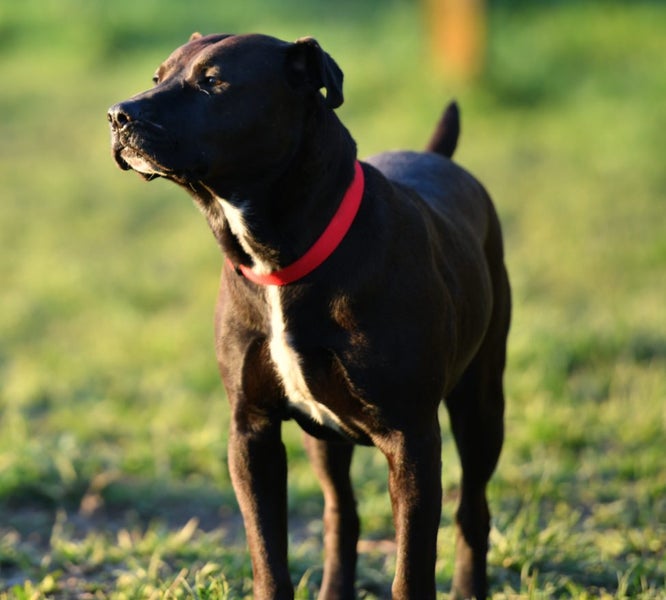 Ellie - huntaway x gentle rescue, craves human company Carousel 2