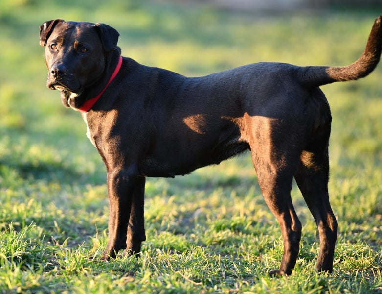 Ellie - huntaway x gentle rescue, craves human company Carousel 11