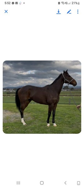 TB Horse63617765538179111