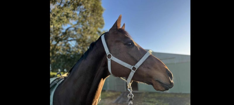 TB Horse63617765538179110