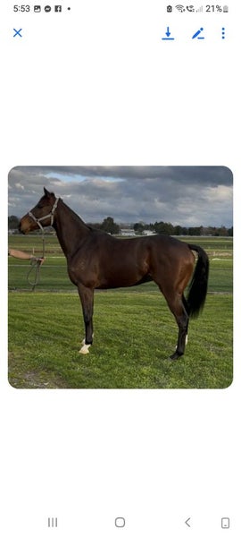 TB Horse63617765538179112