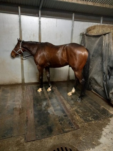 TB Horse63617765538179114